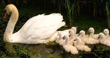 swan.jpg