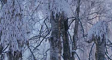 snowtrees.jpg