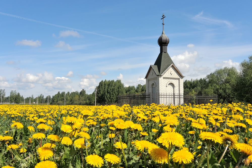 God's Lessons Through Dandelions