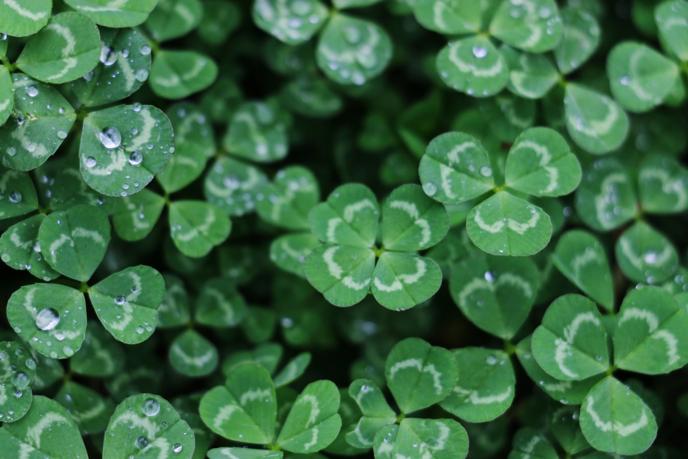The Treasure of Four Leave Clovers, and Man